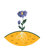 Nutrient-Rich Flaxseed Soil
