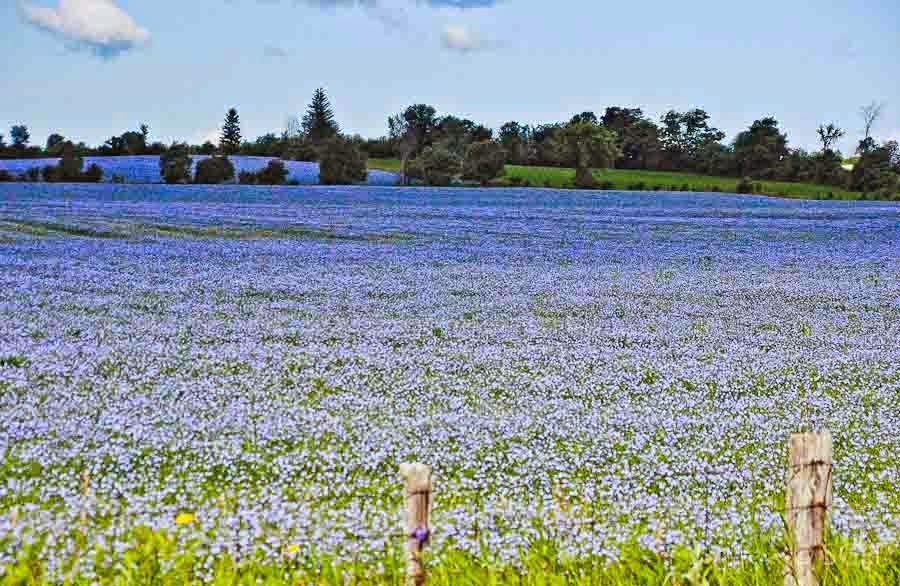 Farm to Table Flaxseed