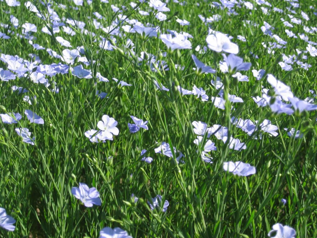 Organic Flaxseed Online