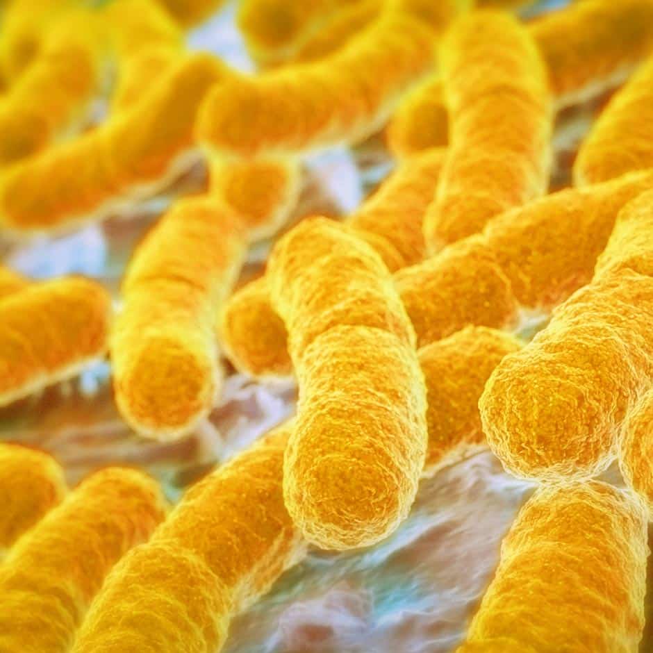 Flaxeed May Change Your Gut Bacteria For the Better