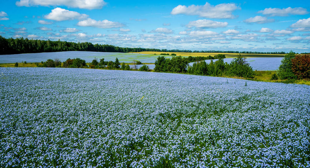 Family Owned Flax Seed Farm